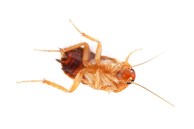 Photo of One cockroach on white background, top view. Pest control