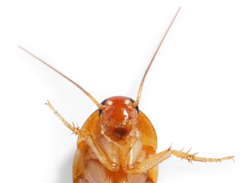 Photo of One cockroach on white background, top view. Pest control
