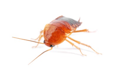 Photo of One cockroach on white background. Pest control
