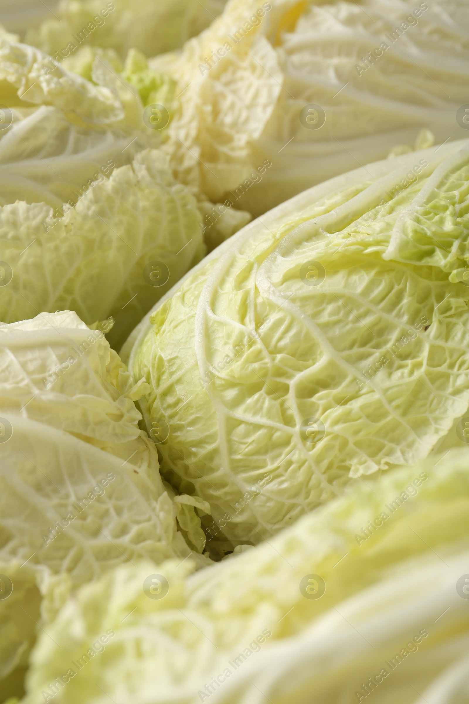 Many fresh Chinese cabbages as background, closeup Photo of Many fresh Chinese cabbages as background, closeup