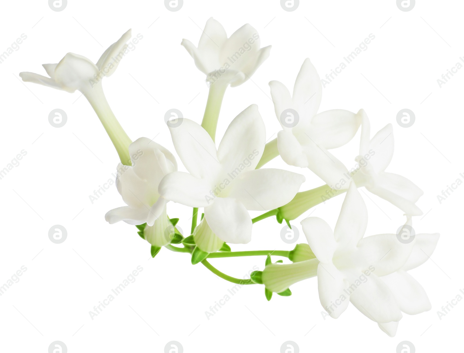 Beautiful aromatic jasmine flowers isolated on white Photo of Beautiful aromatic jasmine flowers isolated on white