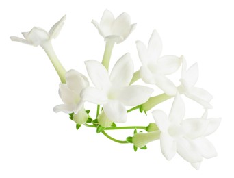 Photo of Beautiful aromatic jasmine flowers isolated on white