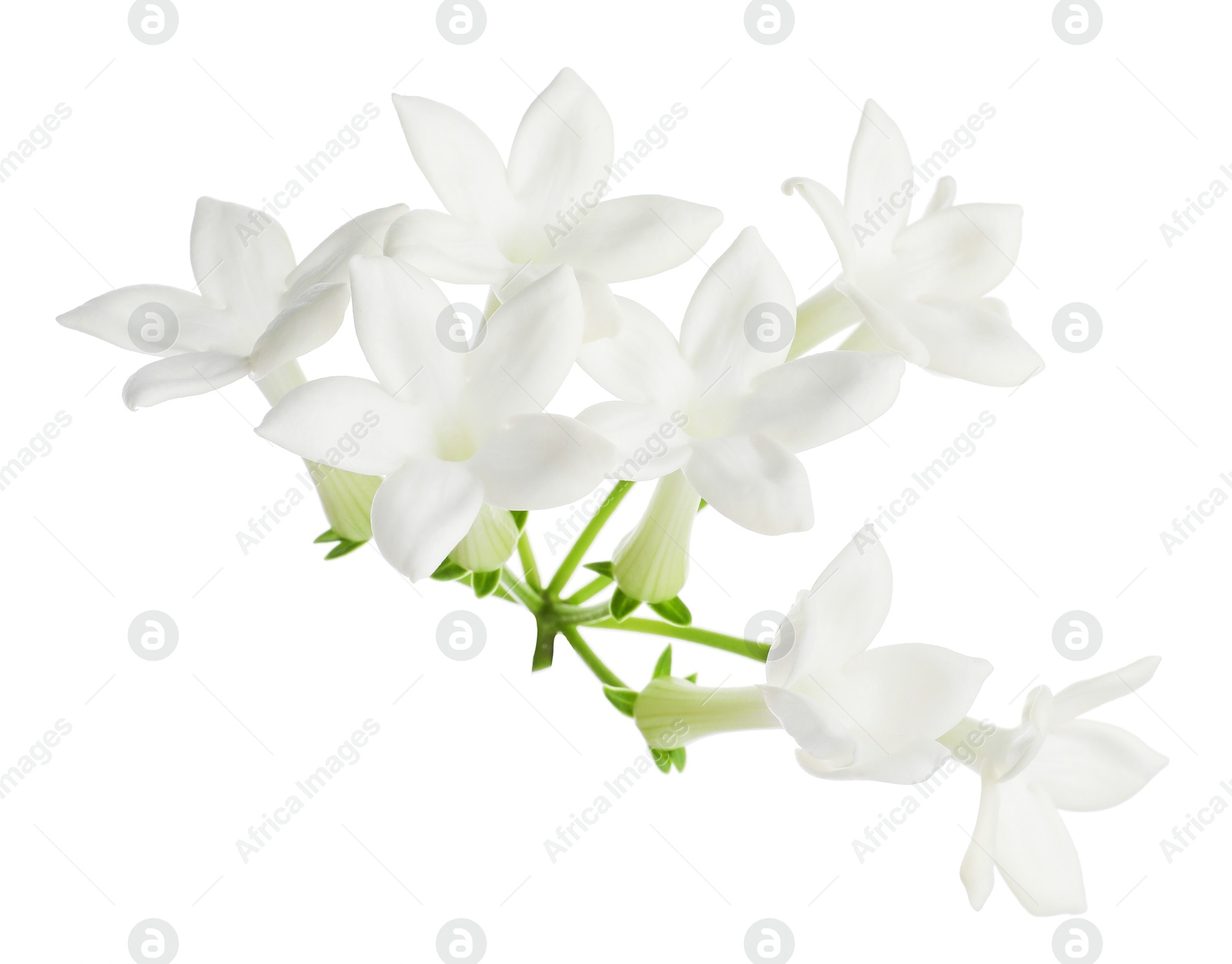Beautiful aromatic jasmine flowers isolated on white Photo of Beautiful aromatic jasmine flowers isolated on white