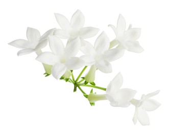 Photo of Beautiful aromatic jasmine flowers isolated on white