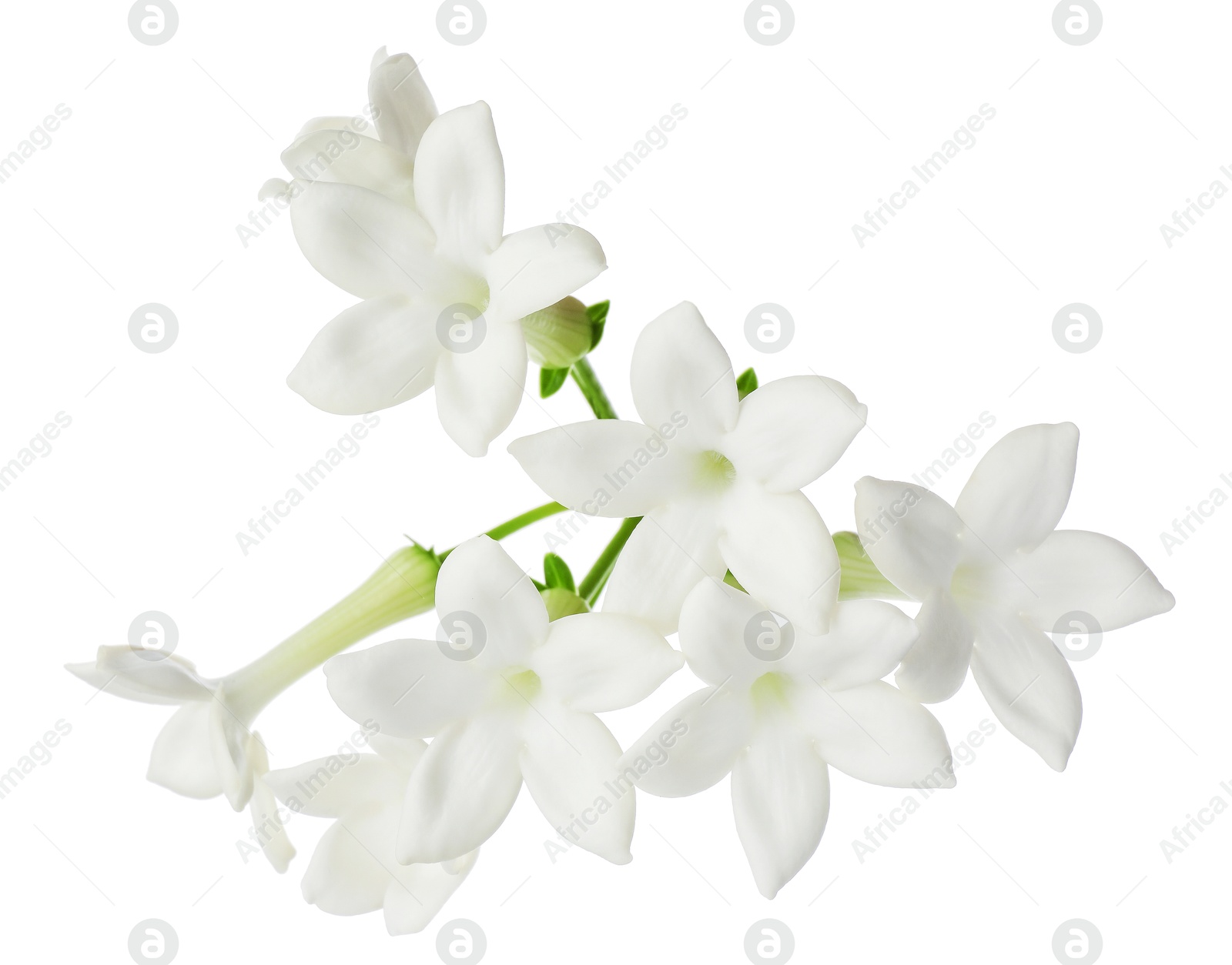 Beautiful aromatic jasmine flowers isolated on white Photo of Beautiful aromatic jasmine flowers isolated on white