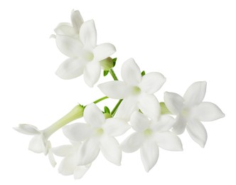 Photo of Beautiful aromatic jasmine flowers isolated on white