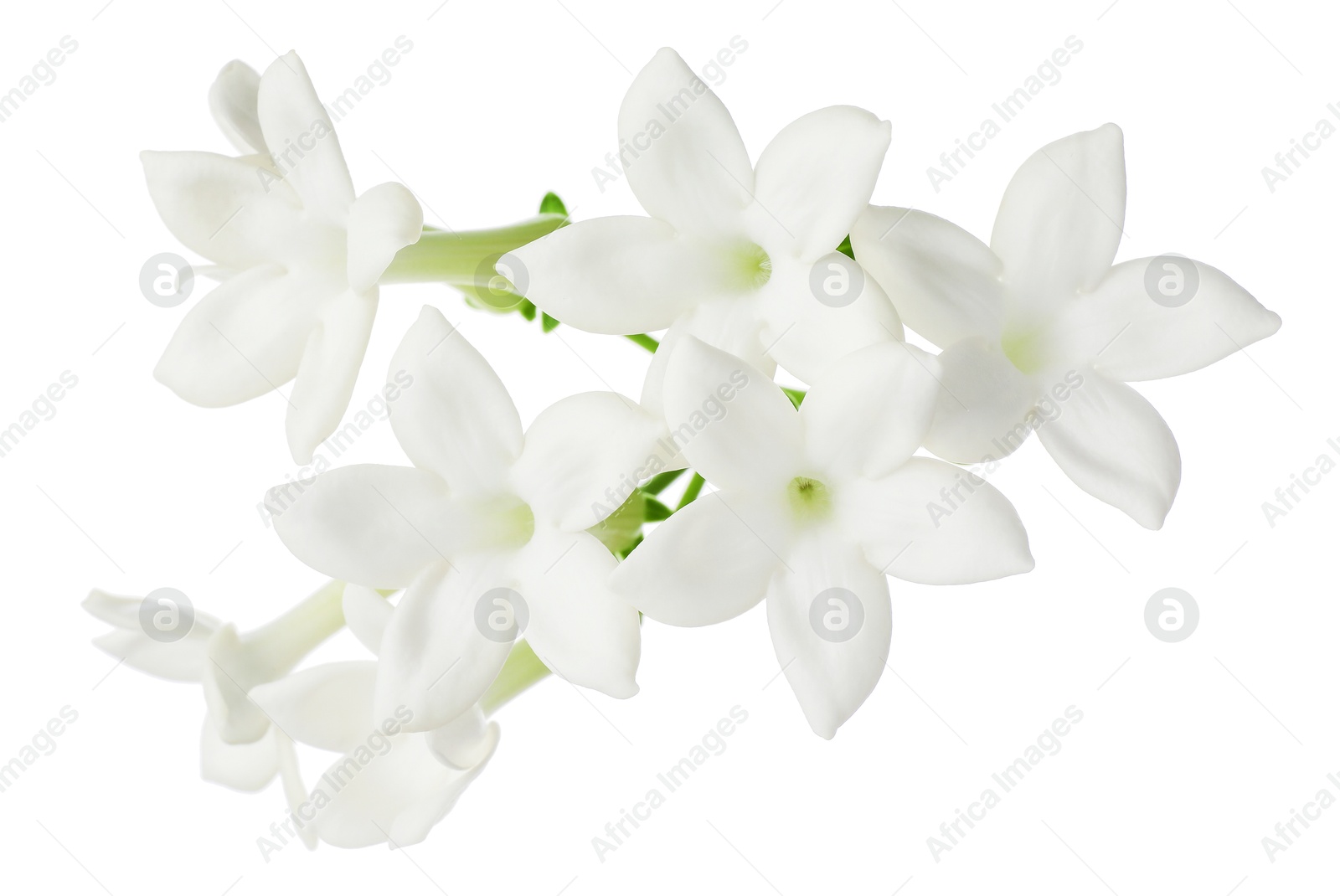 Beautiful aromatic jasmine flowers isolated on white Photo of Beautiful aromatic jasmine flowers isolated on white