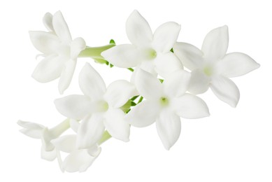 Photo of Beautiful aromatic jasmine flowers isolated on white