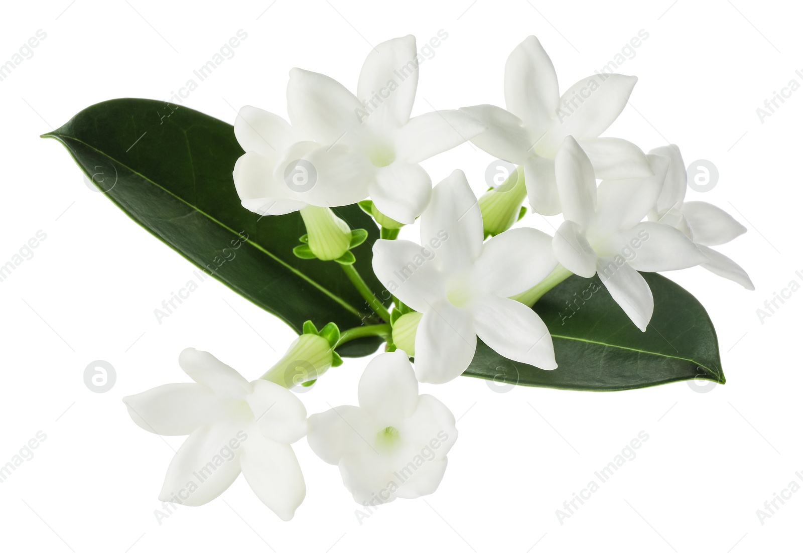 Beautiful aromatic jasmine flowers and leaves isolated on white Photo of Beautiful aromatic jasmine flowers and leaves isolated on white