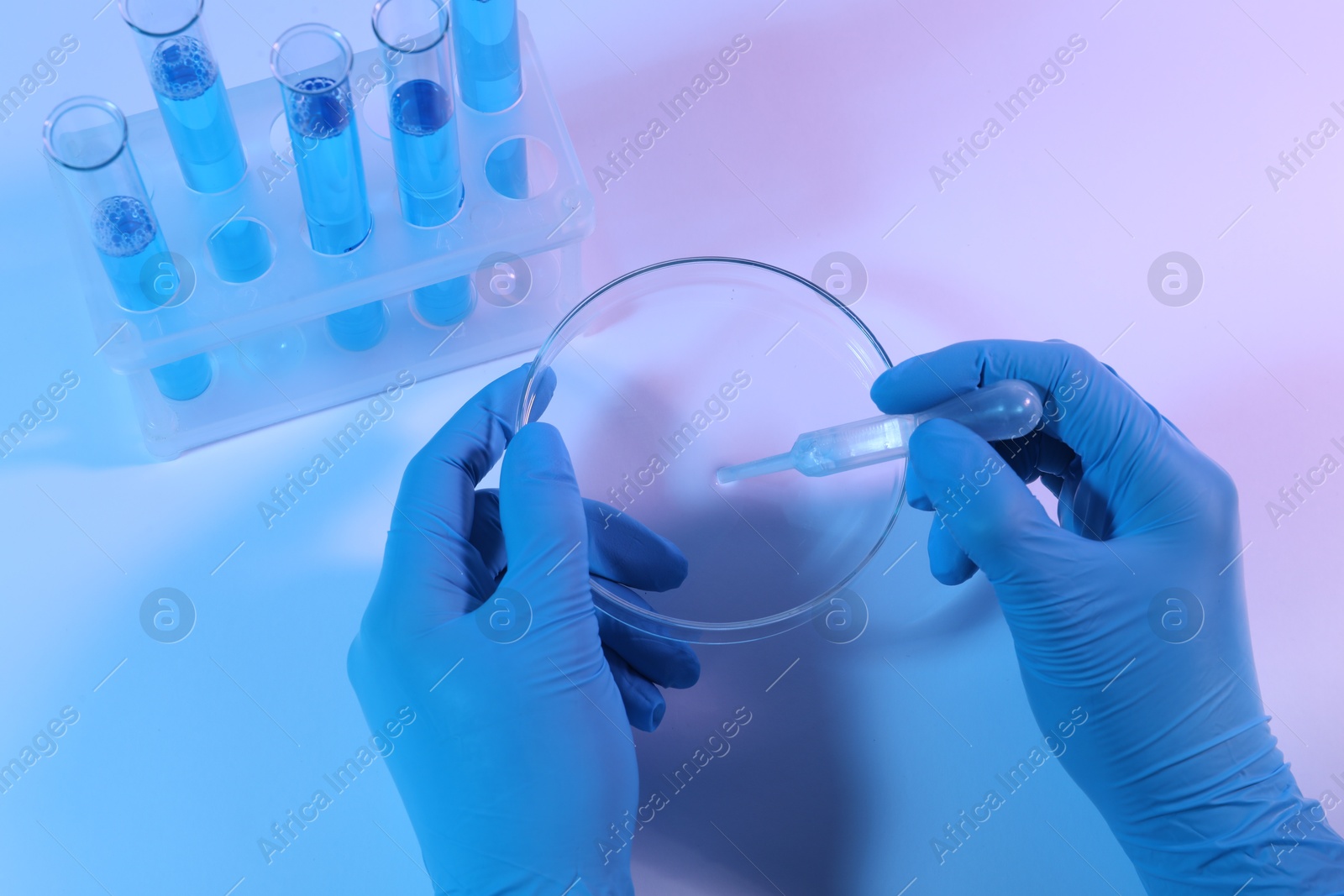 Scientist taking sample with pipette out of Petri dish on light background, closeup Photo of Scientist taking sample with pipette out of Petri dish on light background, closeup