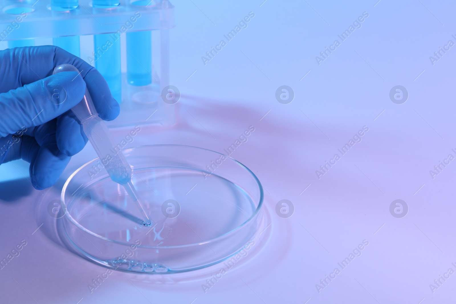 Scientist taking sample with pipette out of Petri dish on light background, closeup. Space for text Photo of Scientist taking sample with pipette out of Petri dish on light background, closeup. Space for text