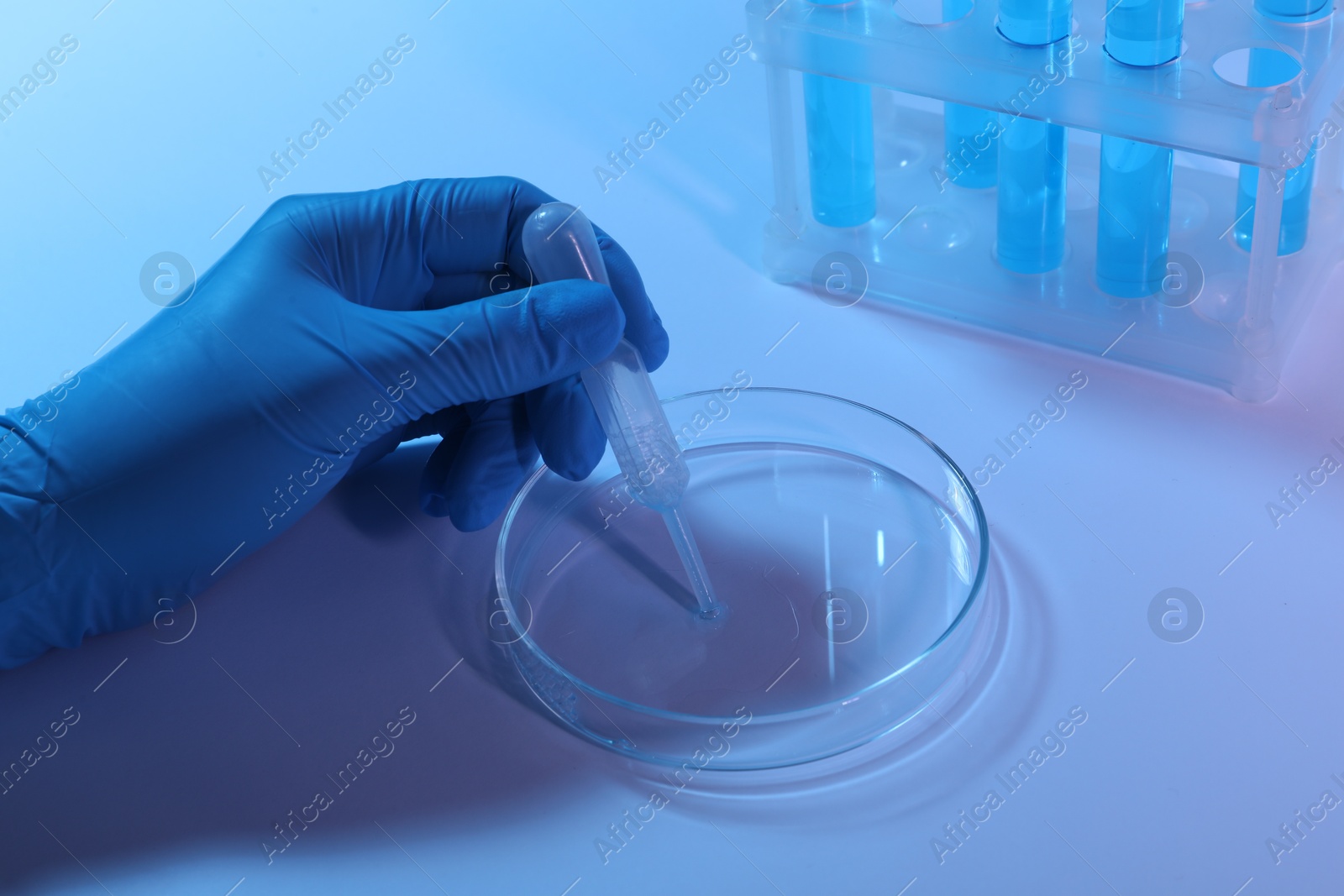Scientist taking sample with pipette out of Petri dish on light background, closeup Photo of Scientist taking sample with pipette out of Petri dish on light background, closeup