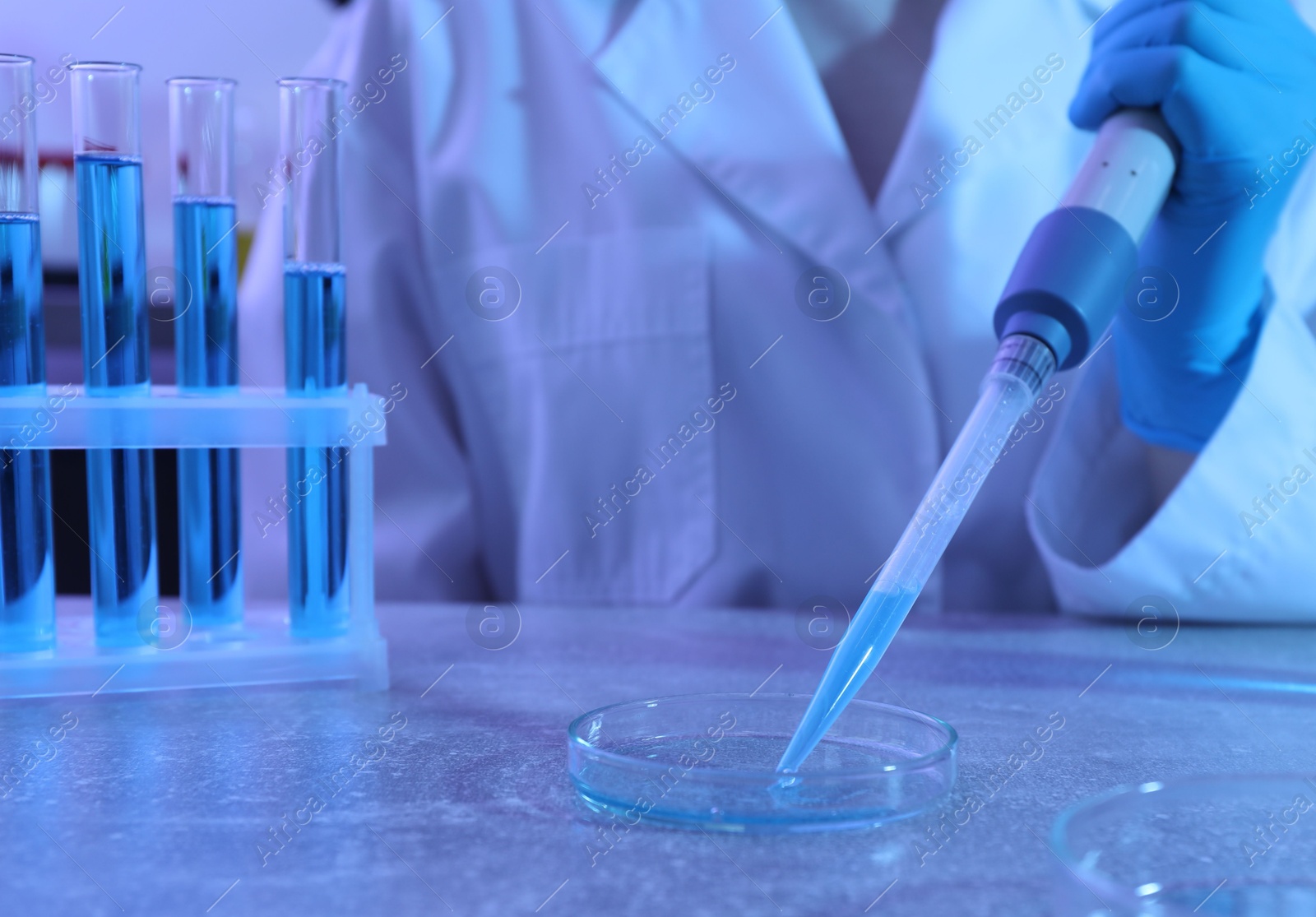 Scientist taking sample with micropipette out of Petri dish at table in laboratory, closeup Photo of Scientist taking sample with micropipette out of Petri dish at table in laboratory, closeup