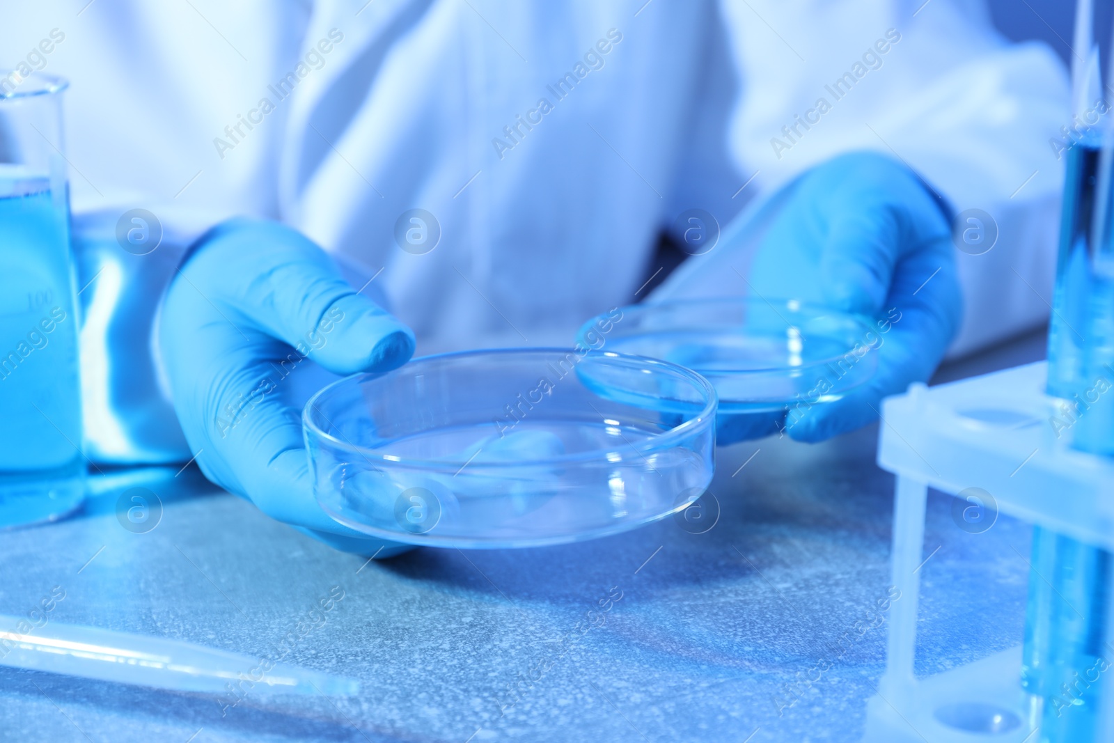 Scientist with Petri dishes at table, closeup Photo of Scientist with Petri dishes at table, closeup