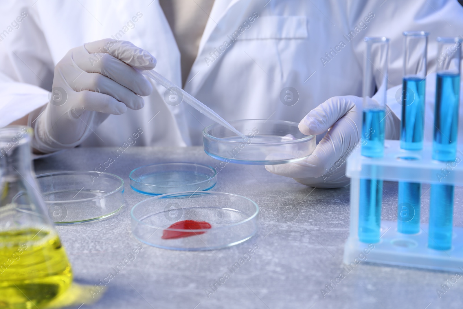 Scientist with Petri dishes and pipette at table, closeup Photo of Scientist with Petri dishes and pipette at table, closeup
