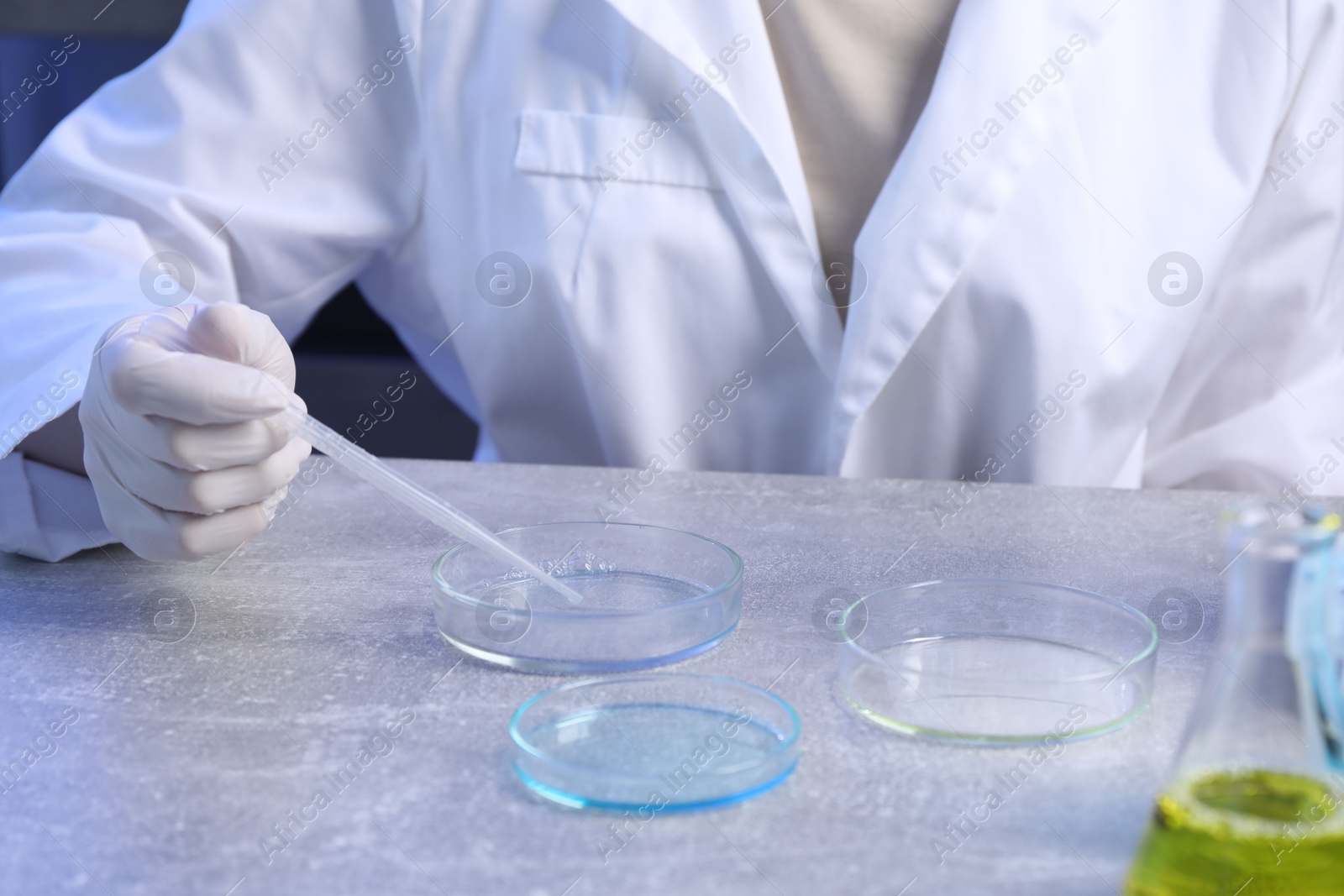 Scientist taking sample with pipette out of Petri dish at table in laboratory, closeup Photo of Scientist taking sample with pipette out of Petri dish at table in laboratory, closeup