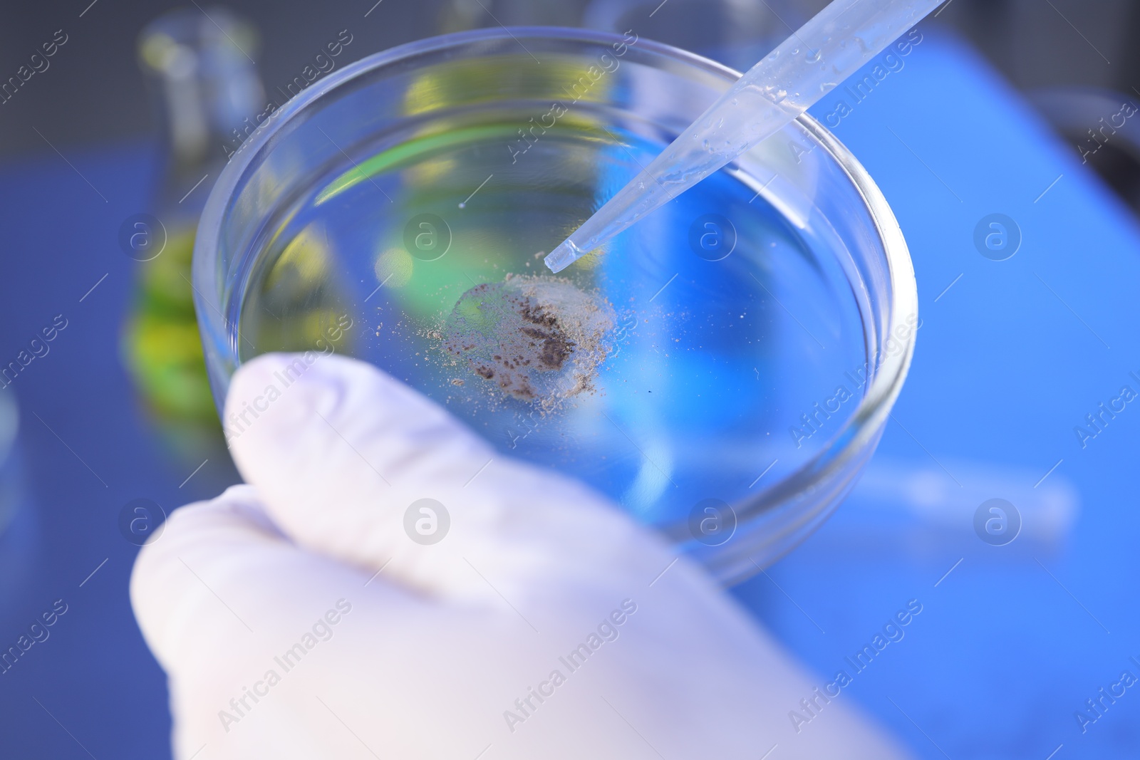 Scientist dripping liquid with pipette onto Petri dish in laboratory, closeup Photo of Scientist dripping liquid with pipette onto Petri dish in laboratory, closeup