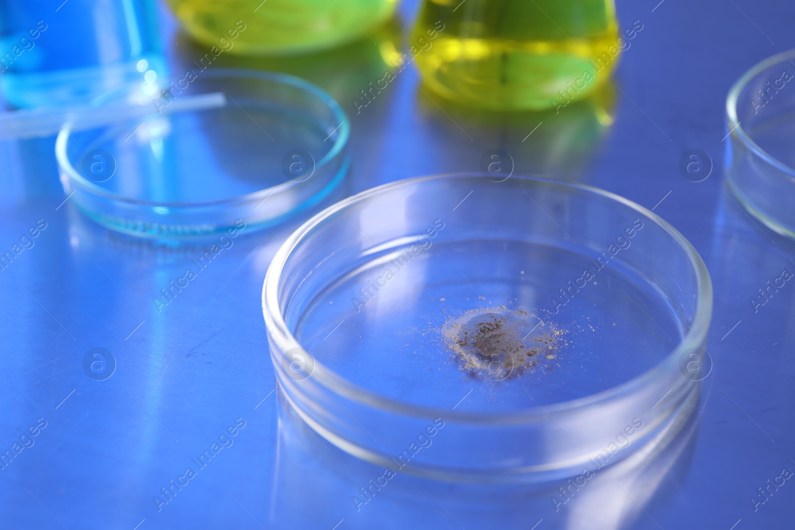 Petri dishes with samples on table, closeup Photo of Petri dishes with samples on table, closeup