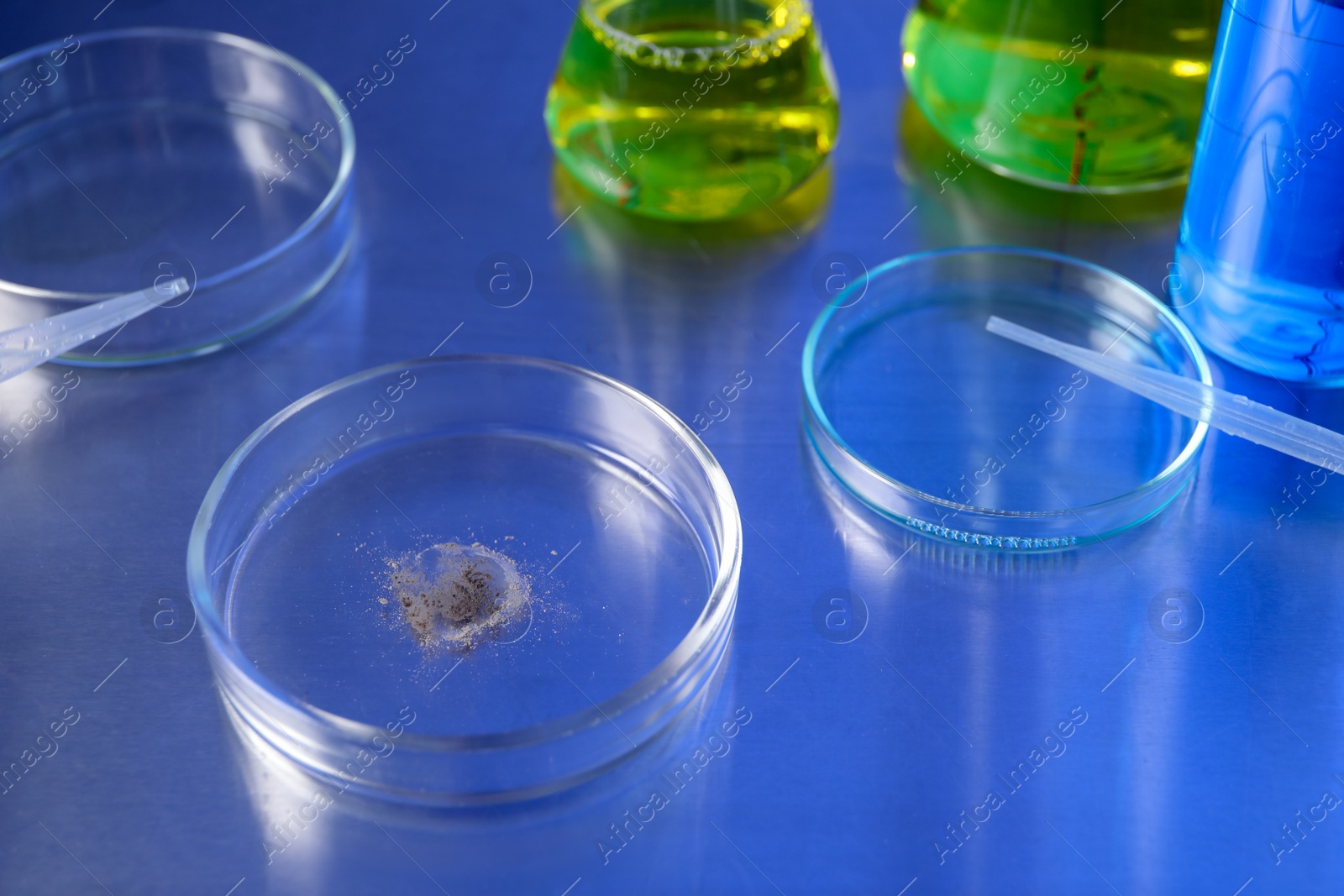 Petri dishes with samples on table, closeup Photo of Petri dishes with samples on table, closeup
