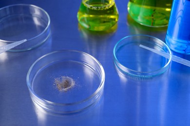 Photo of Petri dishes with samples on table, closeup