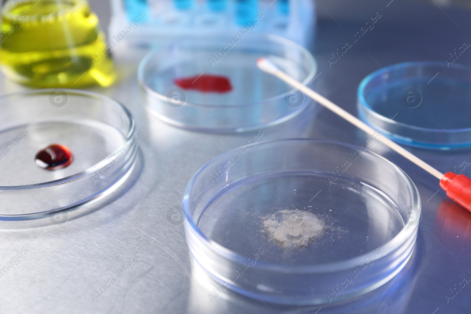 Petri dishes with samples on table, closeup Photo of Petri dishes with samples on table, closeup