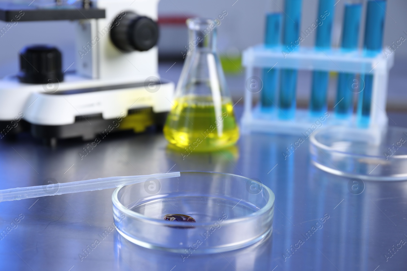 Petri dish with sample and pipette on table, closeup Photo of Petri dish with sample and pipette on table, closeup