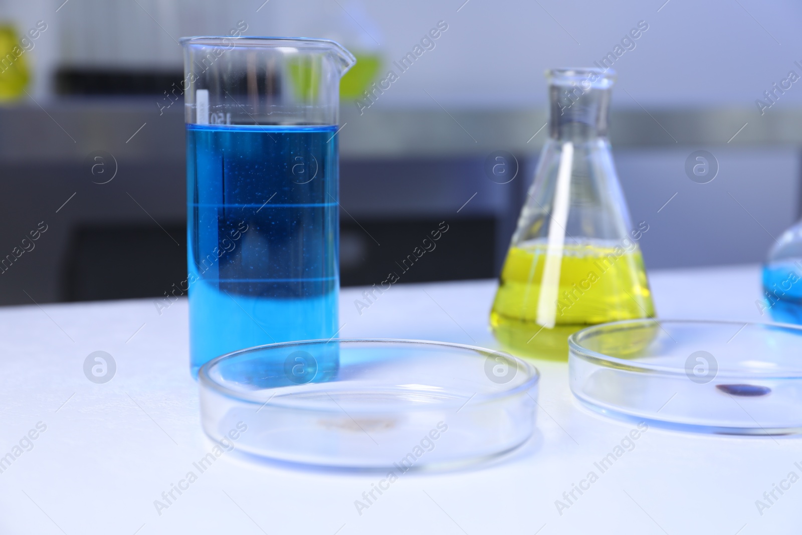 Petri dishes and flasks with samples on table in laboratory Photo of Petri dishes and flasks with samples on table in laboratory