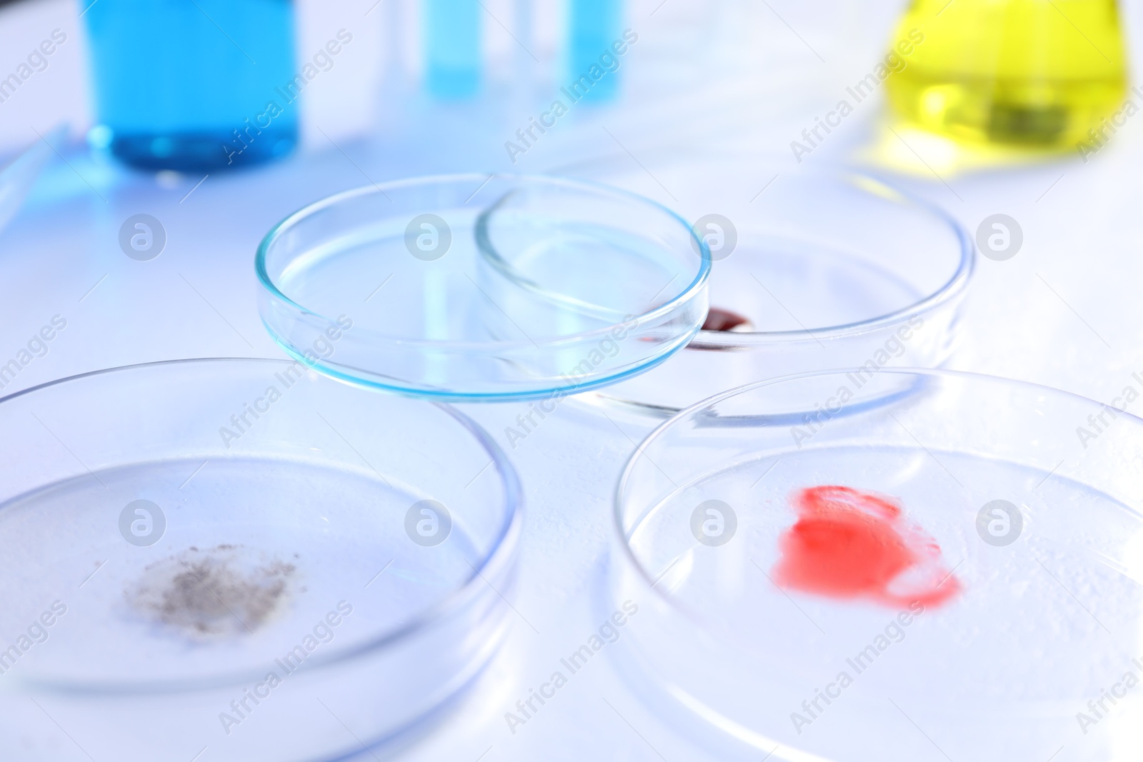 Petri dishes with samples on white background, closeup Photo of Petri dishes with samples on white background, closeup