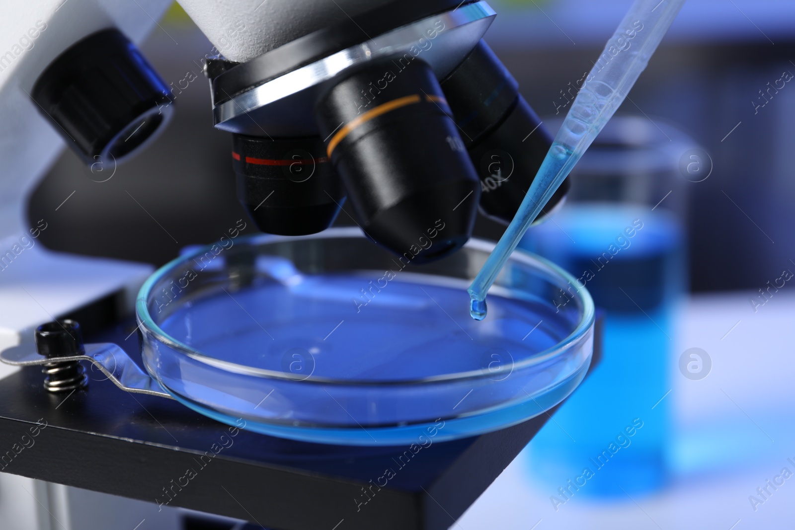 Dripping liquid with pipette onto Petri dish on microscope in laboratory, closeup Photo of Dripping liquid with pipette onto Petri dish on microscope in laboratory, closeup