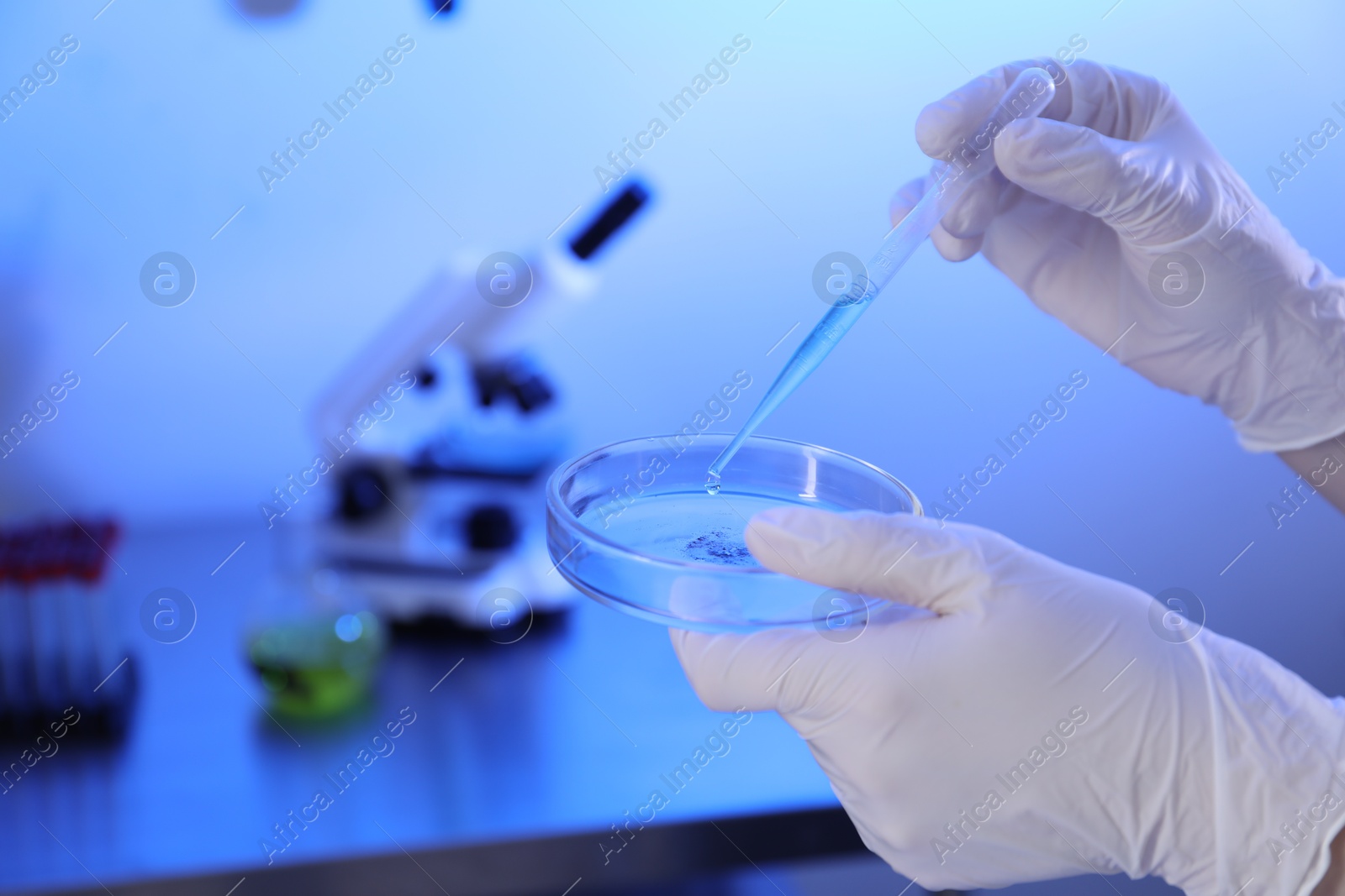 Scientist dripping liquid with pipette on Petri dish in laboratory, closeup. Space for text Photo of Scientist dripping liquid with pipette on Petri dish in laboratory, closeup. Space for text