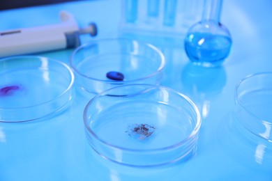 Photo of Petri dishes with samples on light blue background, closeup