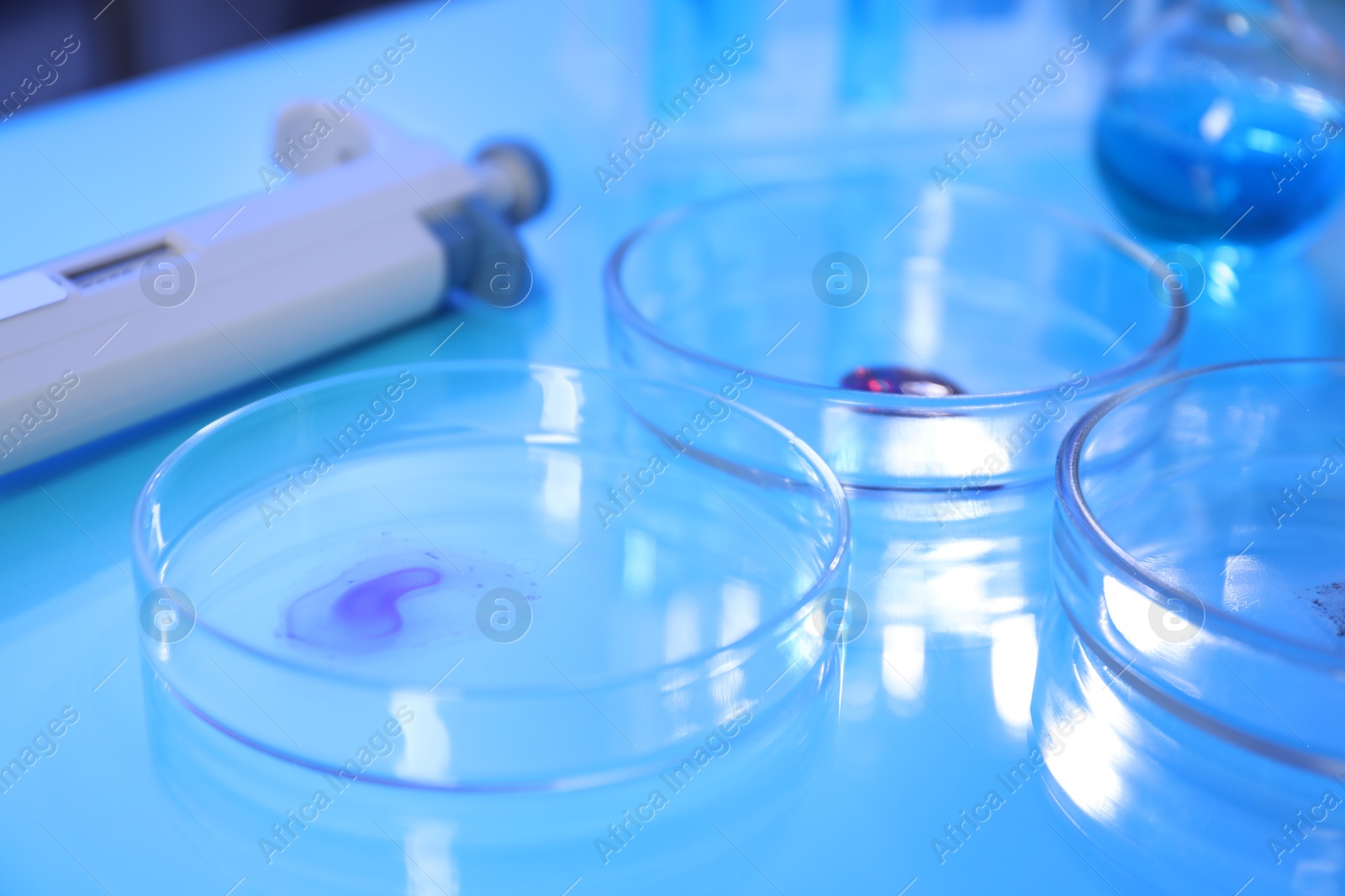Petri dishes with samples on light blue background, closeup Photo of Petri dishes with samples on light blue background, closeup