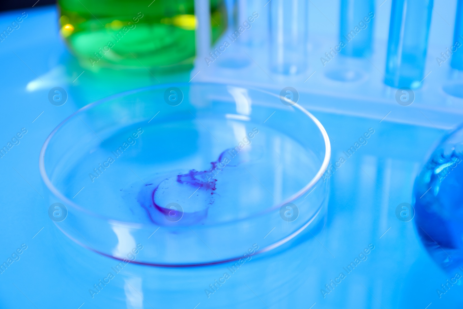 Petri dish with sample on light blue table, closeup Photo of Petri dish with sample on light blue table, closeup