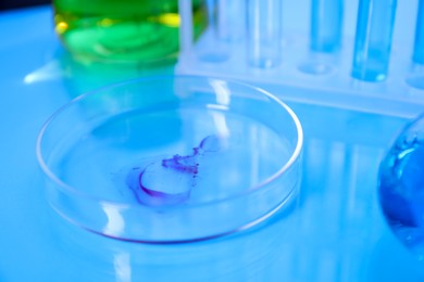 Photo of Petri dish with sample on light blue table, closeup