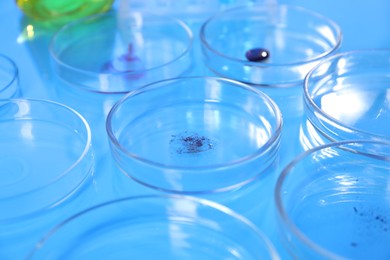 Photo of Petri dishes with samples on light blue background, closeup