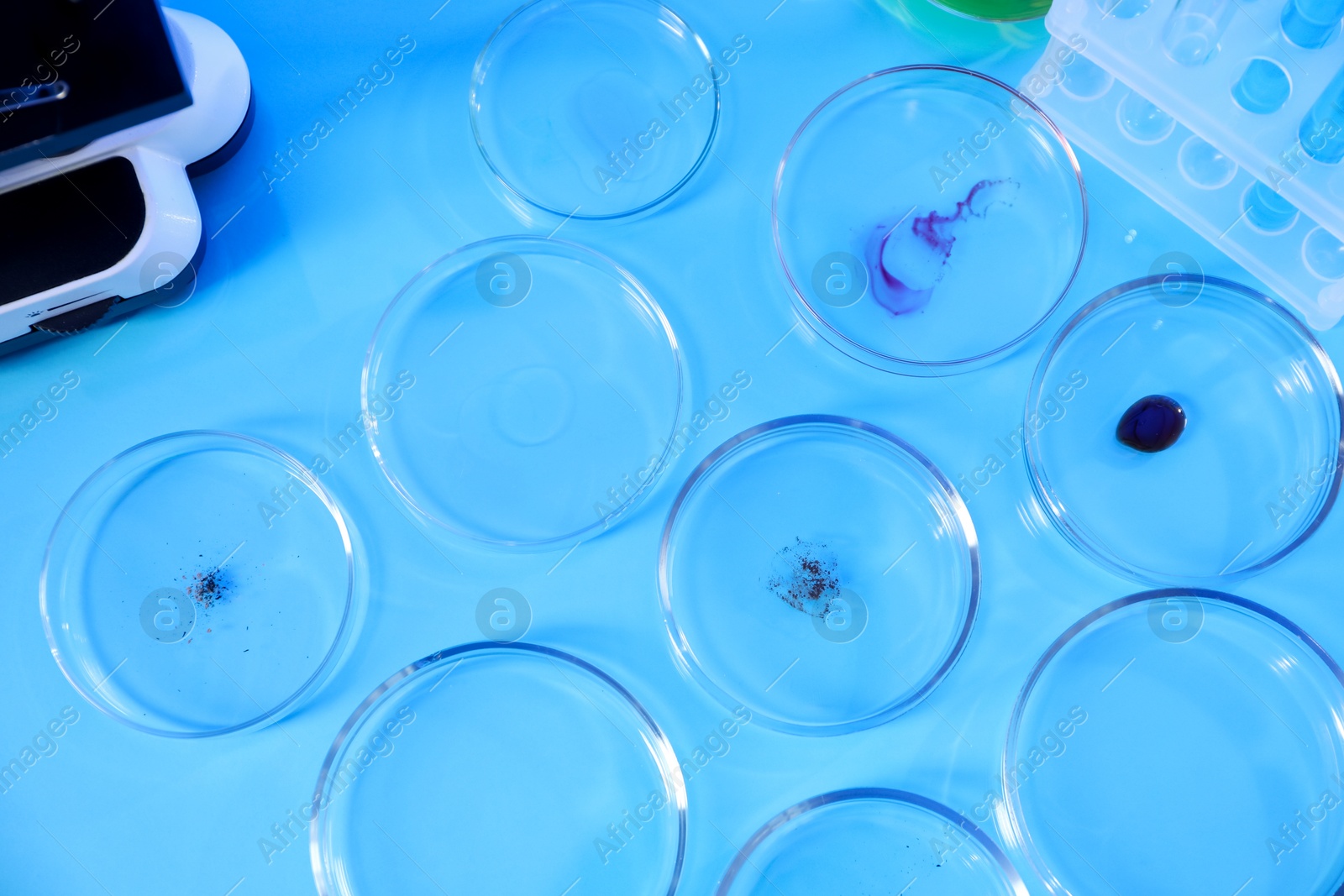 Petri dishes with samples on light blue background, flat lay Photo of Petri dishes with samples on light blue background, flat lay