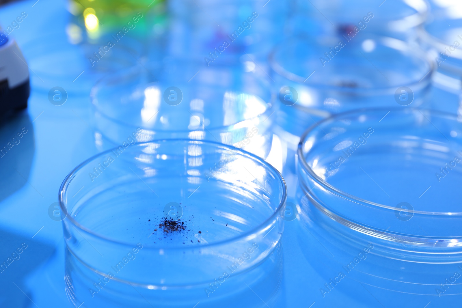 Petri dishes with samples on light blue background, closeup Photo of Petri dishes with samples on light blue background, closeup