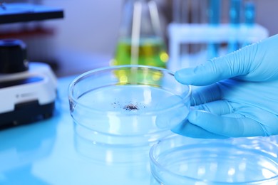 Photo of Scientist working with samples in Petri dishes at table in laboratory, closeup
