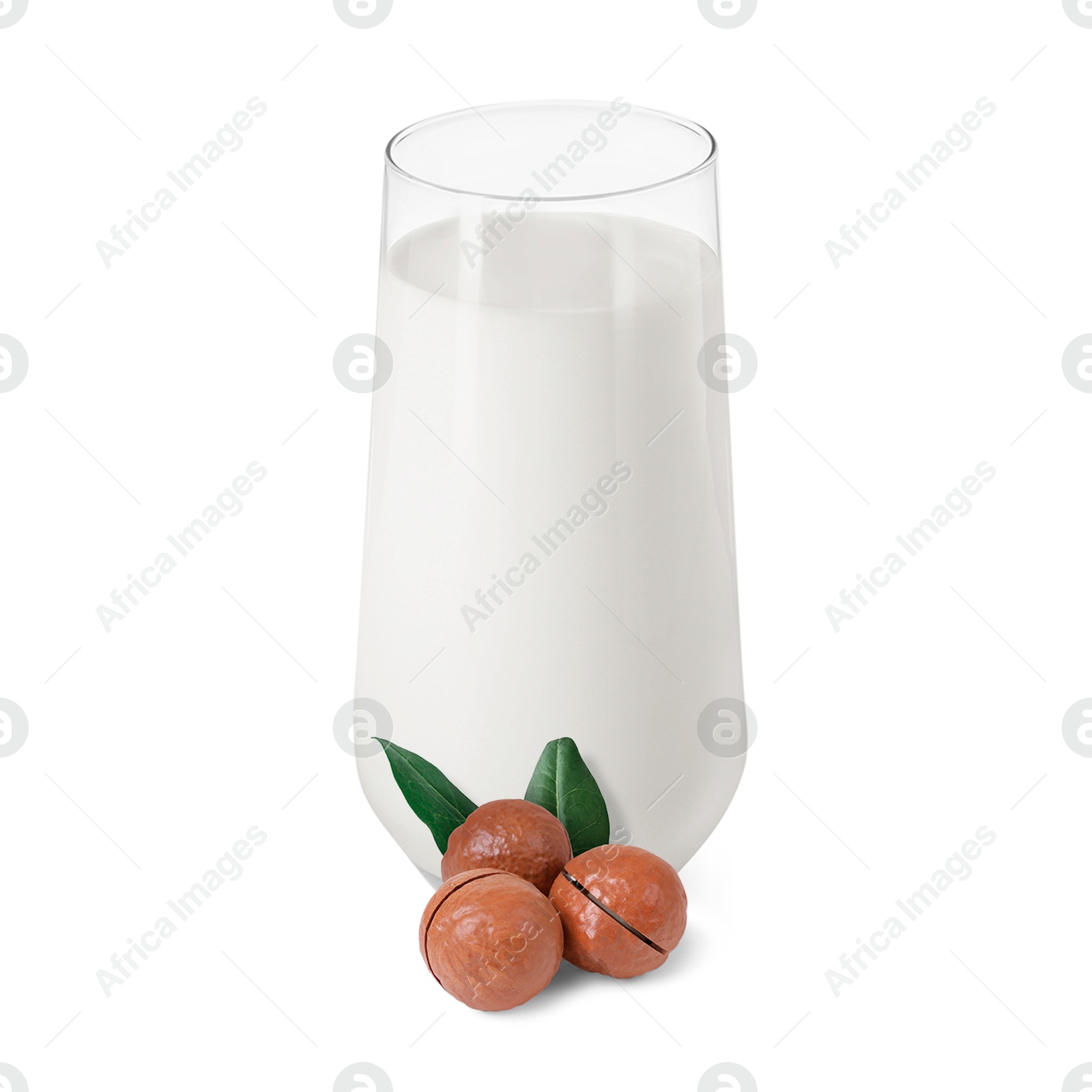 Nut milk in glass and macadamias isolated on white Image of Nut milk in glass and macadamias isolated on white