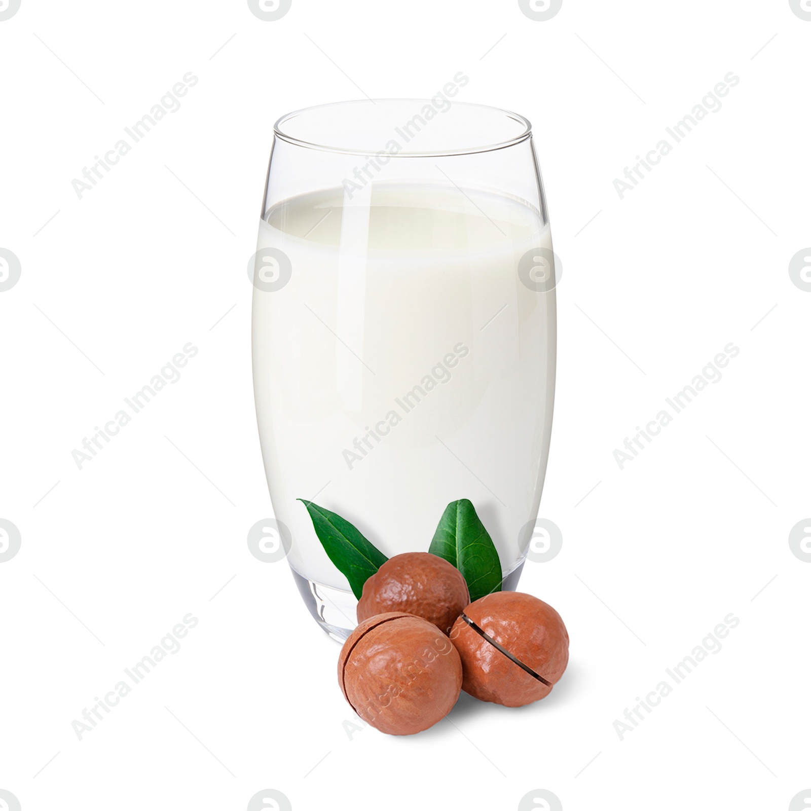 Nut milk in glass and macadamias isolated on white Image of Nut milk in glass and macadamias isolated on white