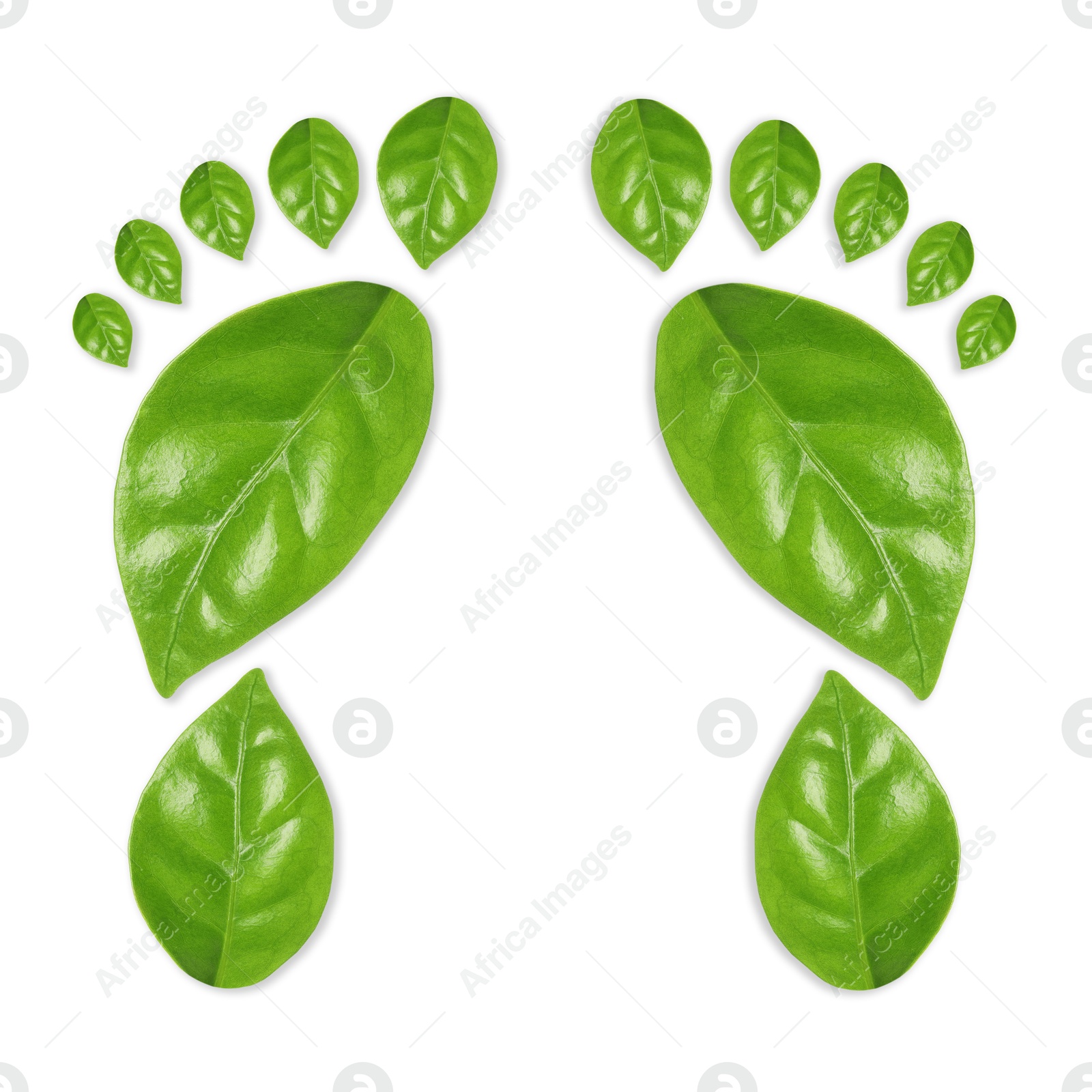 Human footprints made of green leaves on white background, top view. Environmental care, ecology protection, reducing CO2 emission Image of Human footprints made of green leaves on white background, top view. Environmental care, ecology protection, reducing CO2 emission