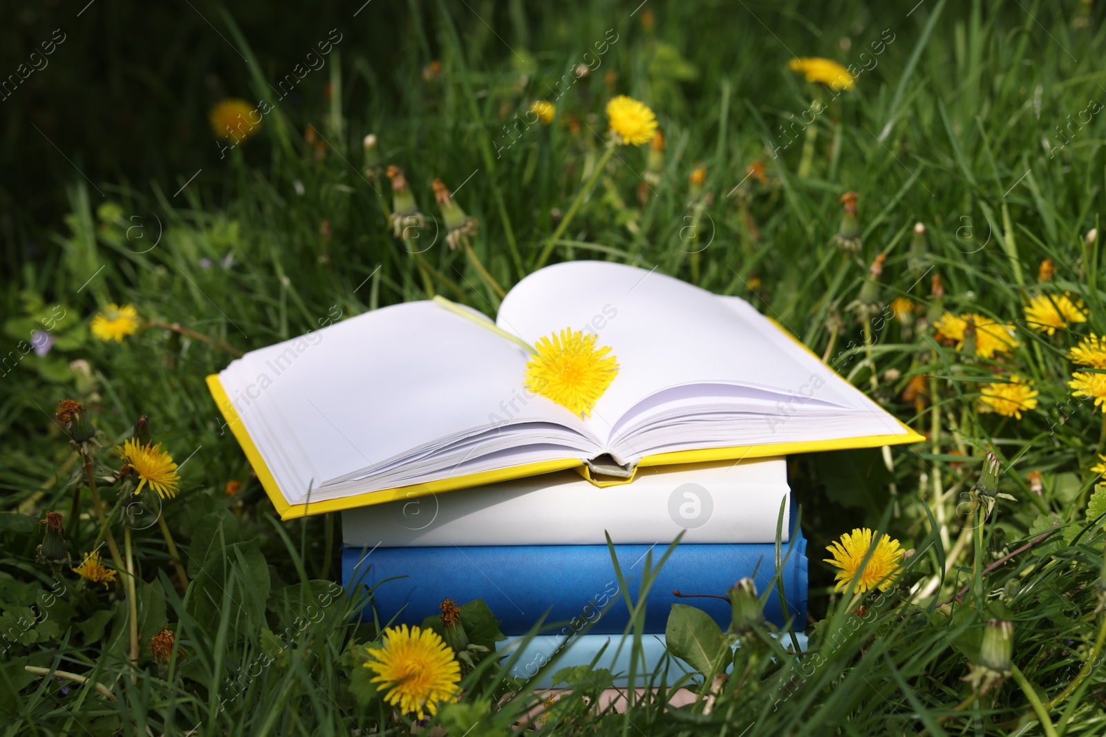 Stacked books with dandelion flowers on green grass outdoors, closeup Photo of Stacked books with dandelion flowers on green grass outdoors, closeup