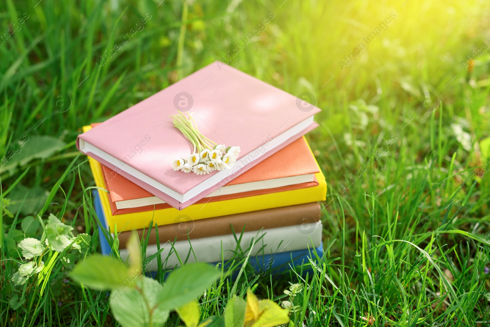 Stacked books with chamomile flowers on green grass outdoors Photo of Stacked books with chamomile flowers on green grass outdoors