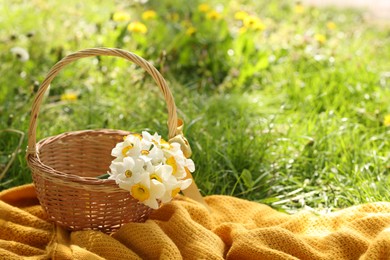 Photo of Wicker basket with daffodil flowers and blanket on green grass outdoors. Space for text