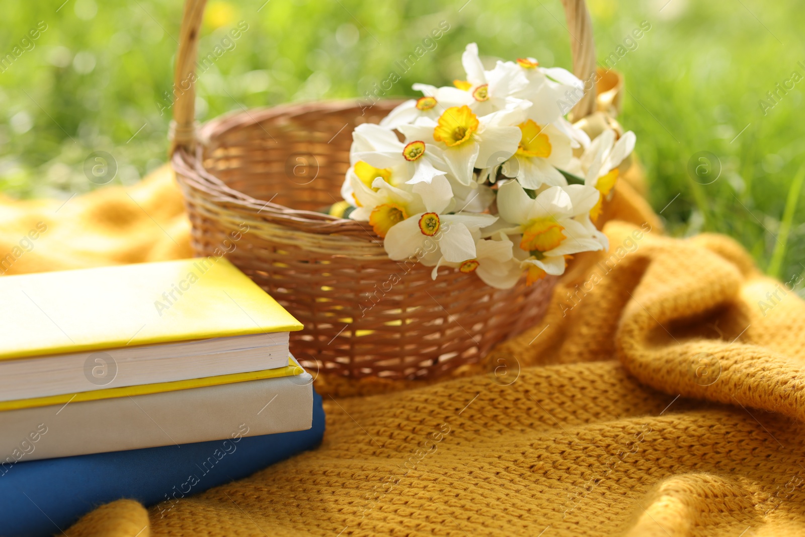 Stacked books, blanket and wicker basket with daffodil flowers on green grass outdoors, closeup Photo of Stacked books, blanket and wicker basket with daffodil flowers on green grass outdoors, closeup