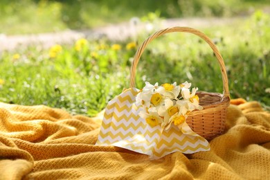 Photo of Wicker basket with daffodil flowers and blanket on green grass outdoors. Space for text