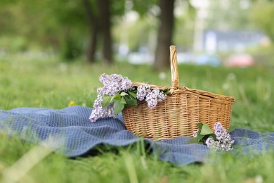 Photo of Wicker basket with lilac flowers and blanket on green grass outdoors