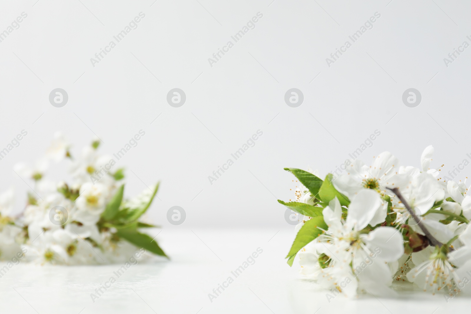 Twigs with beautiful flowers on white table, closeup. Space for design Photo of Twigs with beautiful flowers on white table, closeup. Space for design