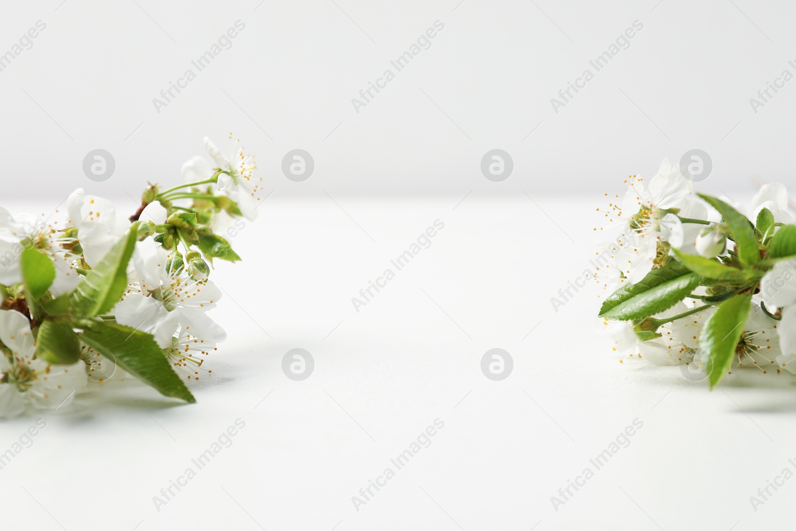 Twigs with beautiful flowers on white table, closeup. Space for design Photo of Twigs with beautiful flowers on white table, closeup. Space for design