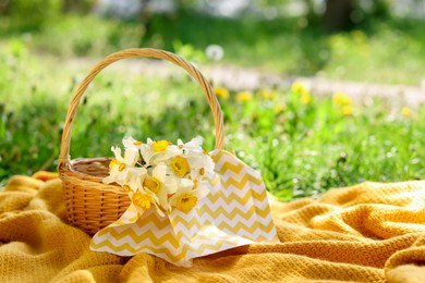 Photo of Wicker basket with daffodil flowers and blanket on green grass outdoors. Space for text
